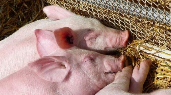 Французский инвестор планирует развивать свиноводческий бизнес в Липецкой области