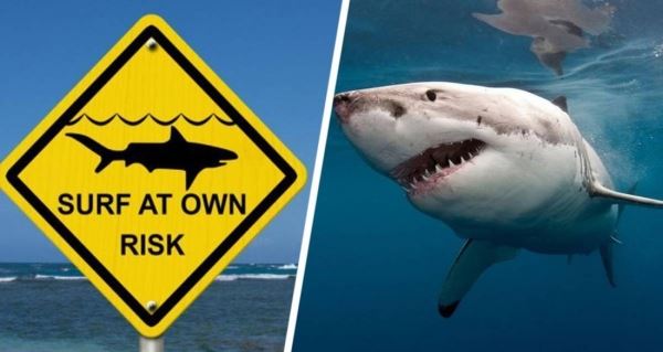 На популярном курорте Средиземноморья начался переполох из-за громадной акулы