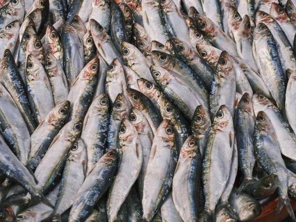 Росрыболовство предлагает обнулить ввозные пошлины на рефконтейнеры для улучшения рыбной логистики