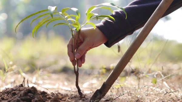 В рамках акции «Сад памяти» в Калининградской области высадили 8 тысяч деревьев