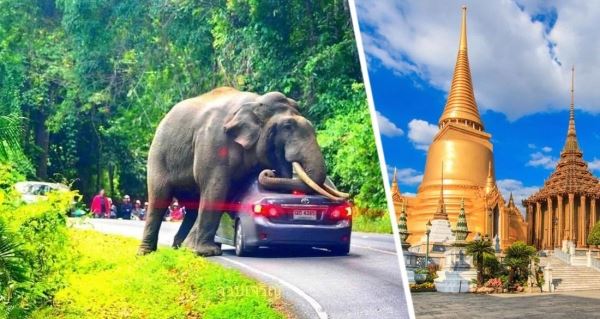 В Таиланде началось самое настоящее нашествие слонов: туристов предупредили об опасности и тюрьме на 10 лет
